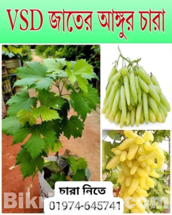 লাল চন্দন গাছের চারা।